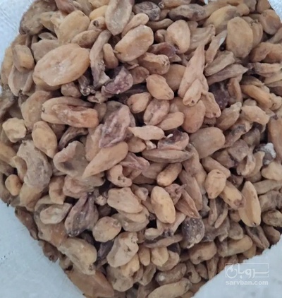 فروش ثعلب (گیاه‌ دارویی)