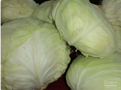 فروش کلم برگی سفید