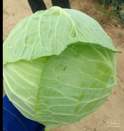 فروش کلم برگی