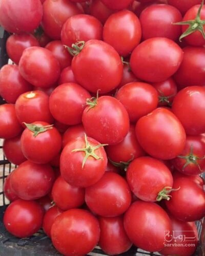 فروش گوجه فرنگی