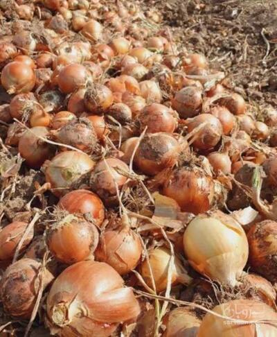 فروش پیاز زرد
