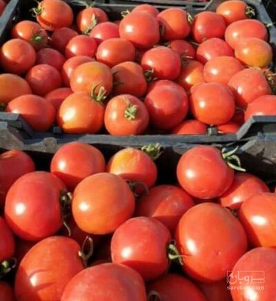 فروش گوجه فرنگی