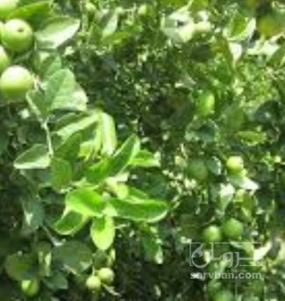 فروش لیمو ترش