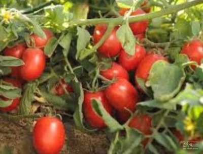 فروش گوجه فرنگی