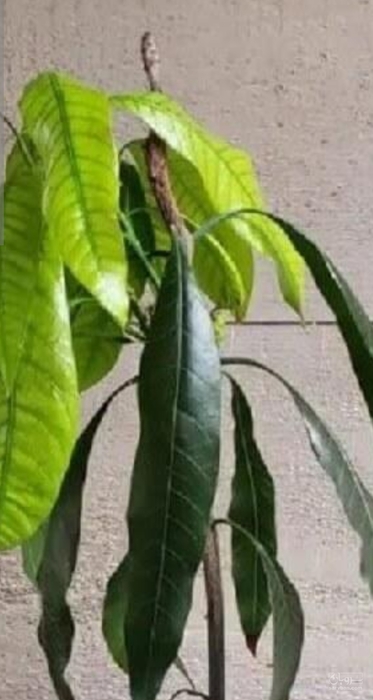 فروش نهال انبه