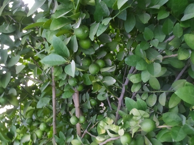 فروش لیموترش