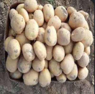فروش سیب زمینی