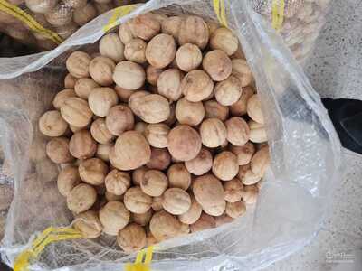 فروش لیمو خشک