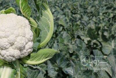 فروش گل  کلم