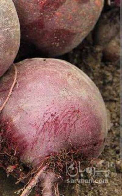 فروش چغندر لبو