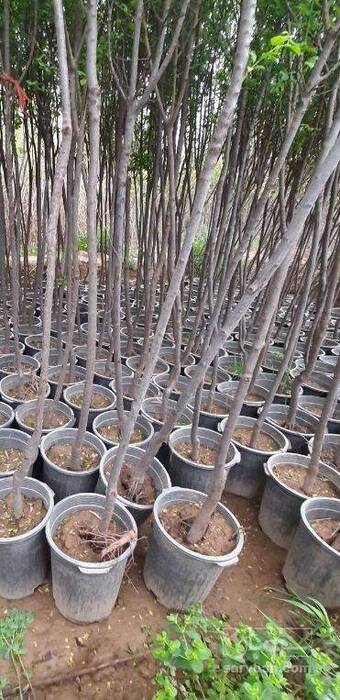 فروش نهال انار