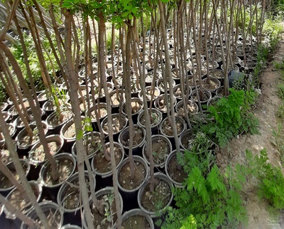 فروش نهال آلو