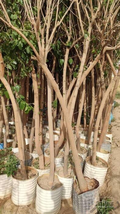 فروش نهال زردآلو