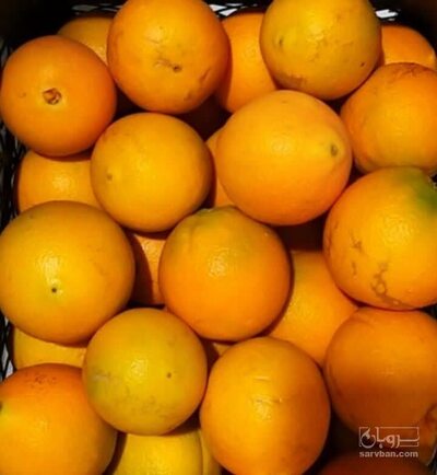 فروش پرتقال