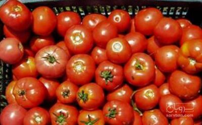 فروش گوجه فرنگی