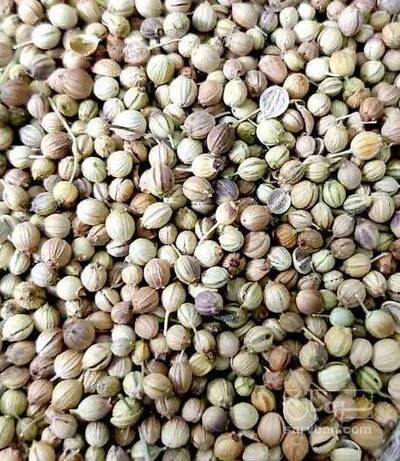 فروش تخم گشنیز