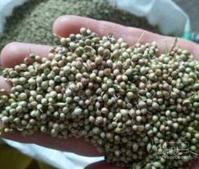 فروش تخم گشنیز