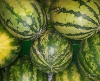 فروش هندوانه