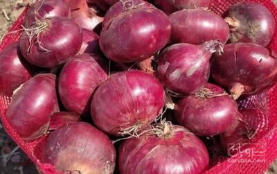 فروش پیاز قرمز