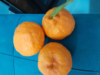 فروش نارنگی