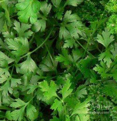 فروش  جعفری