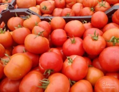 فروش گوجه فرنگی