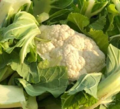 فروش گل کلم