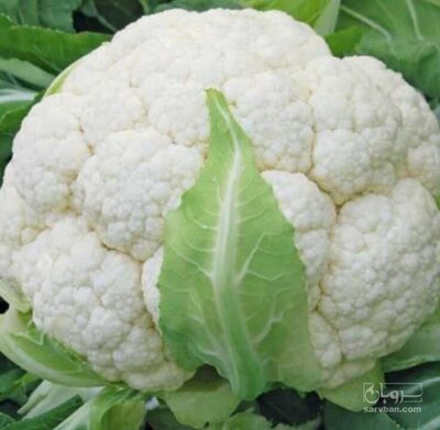 فروش گل کلم