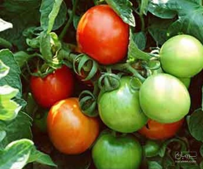 فروش گوجه فرنگی