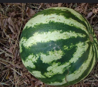 فروش هندوانه