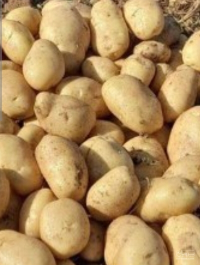 فروش سیب زمینی