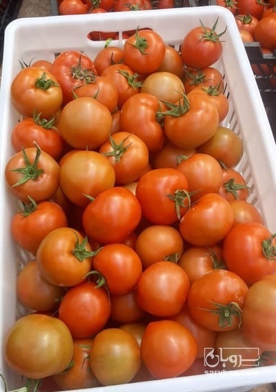 فروش گوجه فرنگی