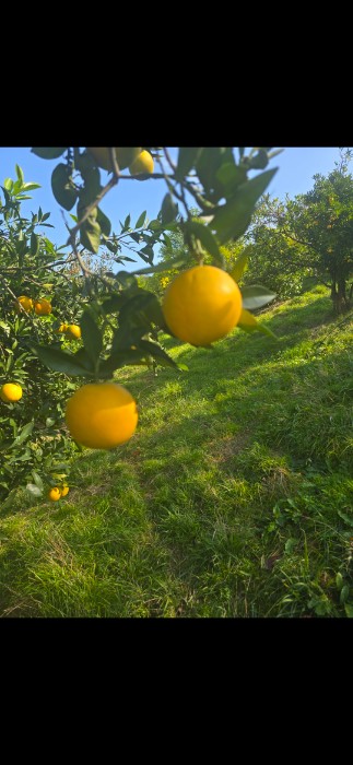 فروش پرتقال