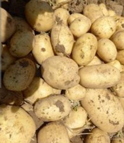 فروش سیب زمینی