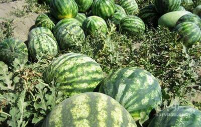 فروش هندوانه گرد