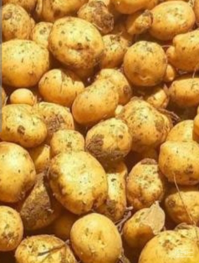 فروش سیب زمینی