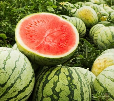 فروش هندوانه