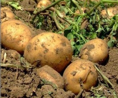 فروش سیب زمینی