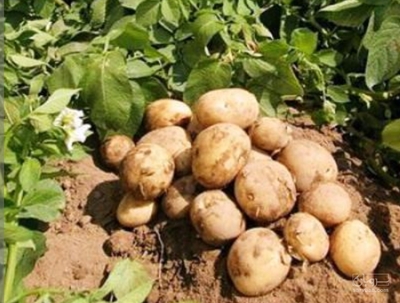 فروش سیب زمینی