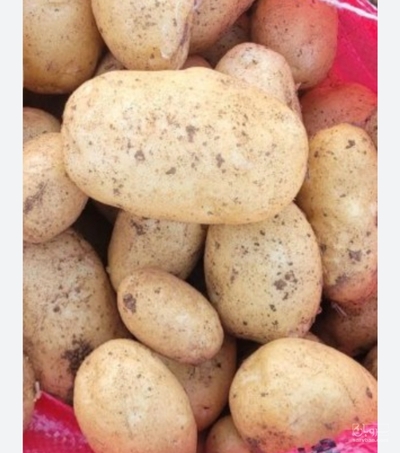 فروش سیب زمینی