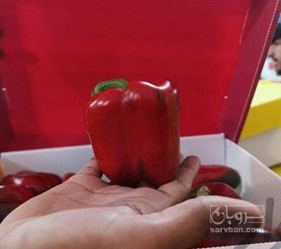 فروش فلفل دلمه ای صادراتی