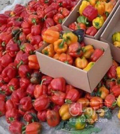 فروش فلفل دلمه ای زیر سورتی