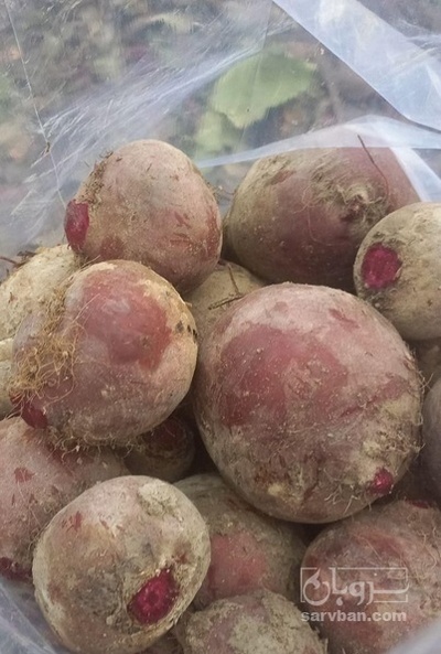 فروش چغندر لبو قرمز