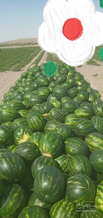 فروش هندوانه گرد