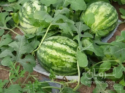 فروش هندوانه