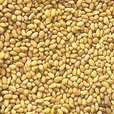 فروش بذر یونجه جیا