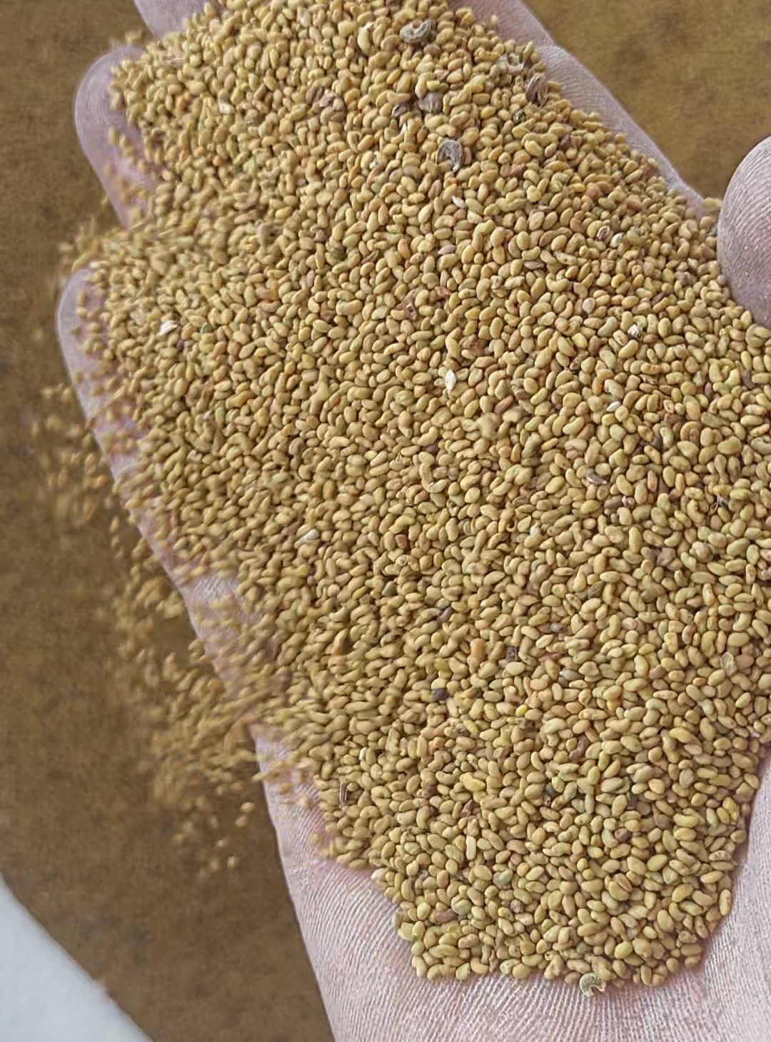 فروش بذریونجه