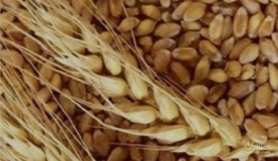 فروش گندم