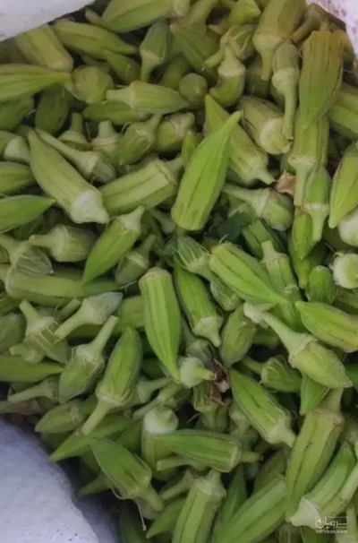 فروش بامیه