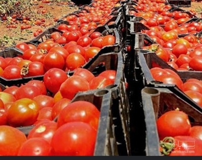 فروش گوجه فرنگی